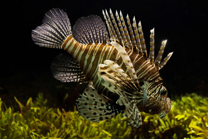 Oceanopolis, Aquarium, Brest, tropische Fische