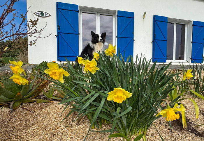 Border Collie auf der Terrasse von Ferienhaus Ker Armor, Plouhinec, Bucht von Audierne, Cap Sizun