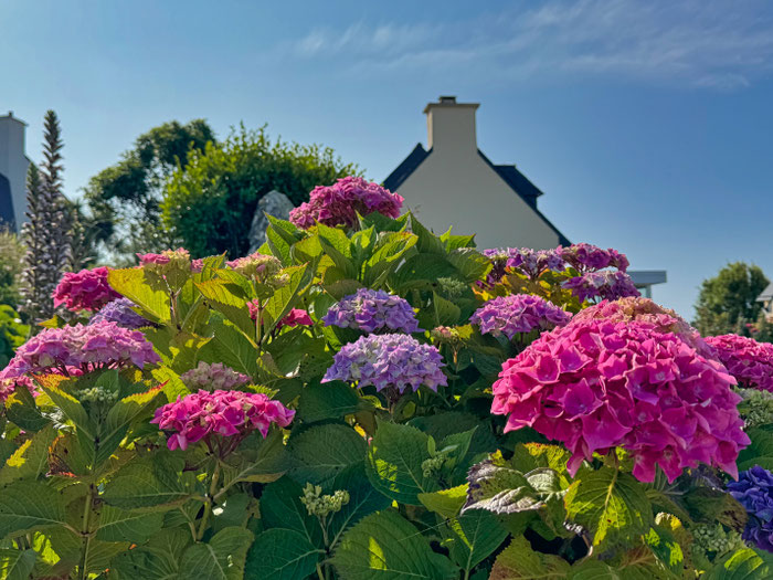 Bütenpracht im Garten von Ferienhaus Tal Ar Mor in Plouhinec, Bucht von Audierne, Hortensien