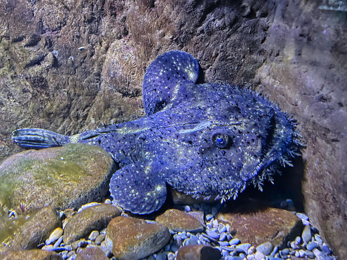 Aquashow in Audierne, Aquarium und Greifvogelschau, Bucht von Audierne, Cap Sizun, Meerestiere beobachten