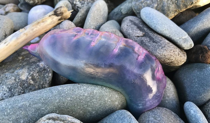 Giftige Tiere in der Bretagne, Cap Sizun, Portugiesische Galeere