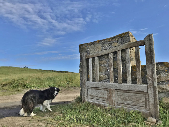 Border Collie am Cap Sizun, Plouhinec, Bucht von Audierne, Ferienhaus Ker Armor