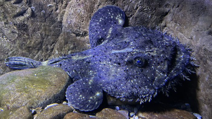 Oceanopolis, Aquarium, Brest, Seeteufel