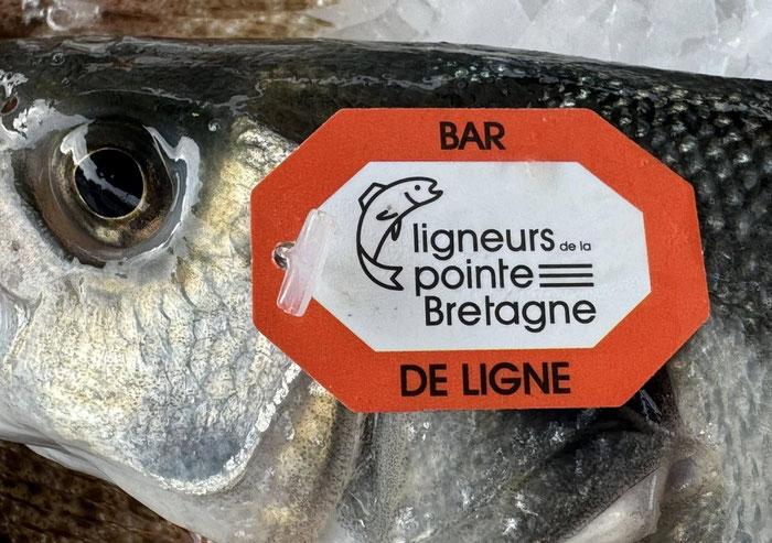 Bar de Ligne, geangelter Wolfsbarsch, Audierne, Raz de Sein, Ligneurs