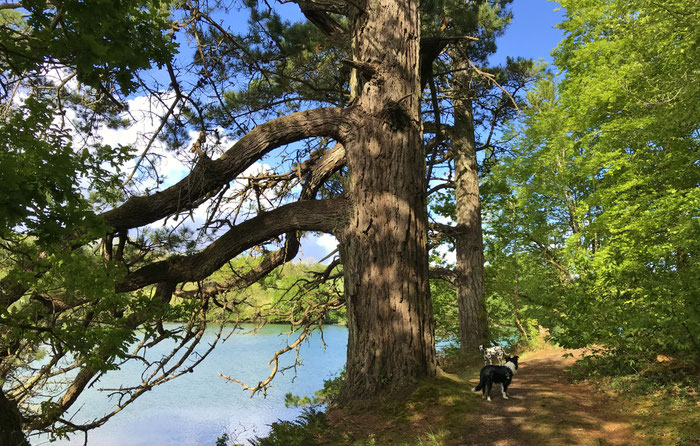 Le bois de Suguensou, der Wald von Suguensou, Audierne, Goyen, Cap Sizun