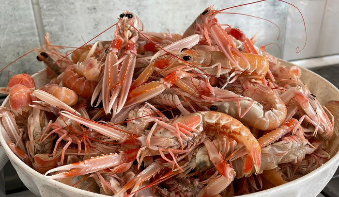 Langoustines, Langustinen, Kaisergranat, St. Guénolé, Hafen, Pays Bigouden