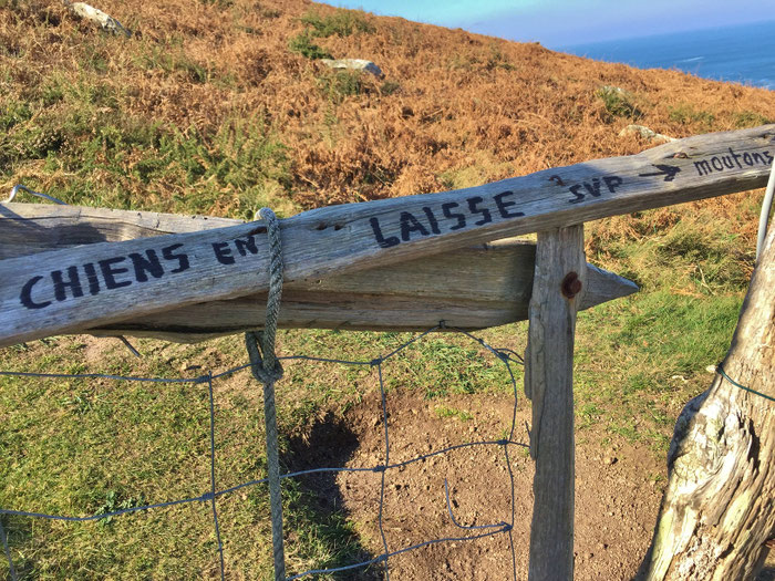 Réserve du Cap Sizun Ouest, Goulien, steile Klippen, Schafe