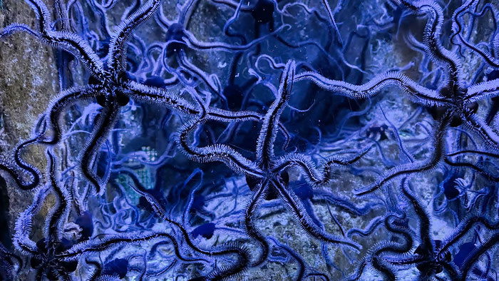 Aquashow in Audierne, Aquarium und Greifvogelschau, Bucht von Audierne, Cap Sizun, Meerestiere beobachten