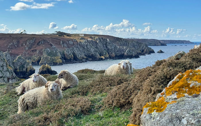 Réserve du Cap Sizun Est, Goulien, steile Klippen Schafe der Rasse Landes de Bretagne