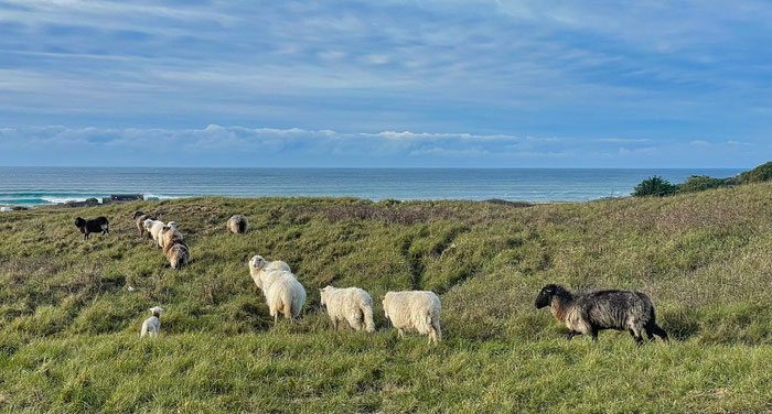 Schafe in den Dünen von Trez Goarem in Esquibien, Bucht von Audierne, Cap Sizun