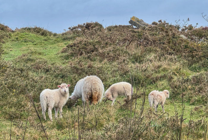 Réserve du Cap Sizun Est, Goulien, steile Klippen Schafe der Rasse Landes de Bretagne