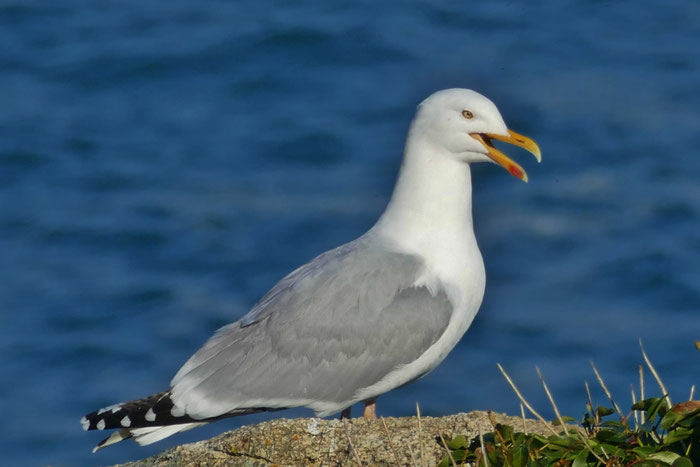 Die Bucht von Audierne, Vogelbeobachtungen, Silbermöwen