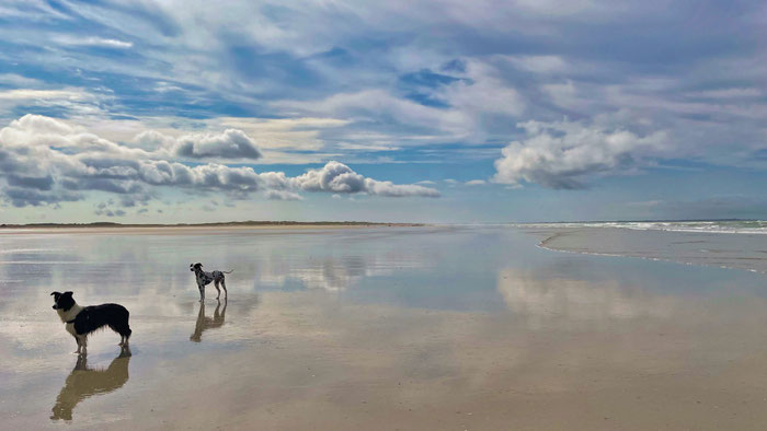 Cap Sizun, Baie des Trépassés, Hunde am Strand, Urlaub mit Hunden Bretagne