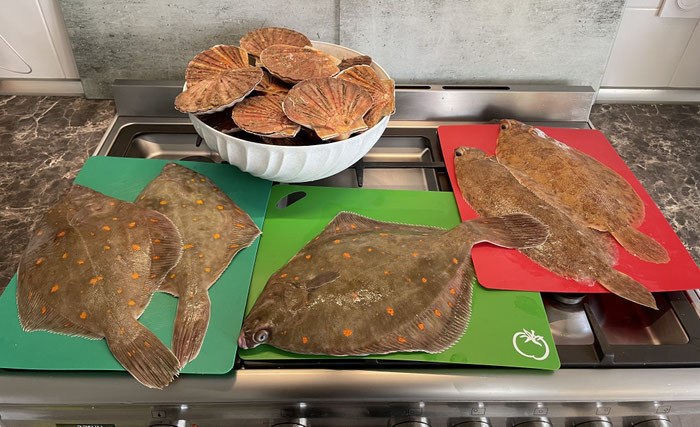 Verschiedene Fische und Jakobsmuscheln im Ferienhaus Tal Ar Mor, Plouhinec