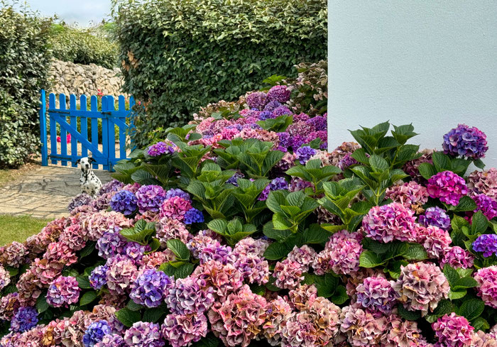 Blühende Hortensien im Garten unseres Ferienhauses Ker Armor in der Bucht von Audierne