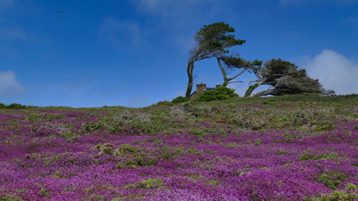 Goulien Cap Sizun, Ti Félix, Heideblüte, Ferienhaus Cap Sizun