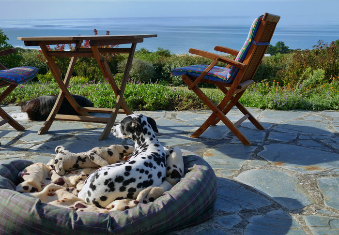 Dalmatiner auf der Terrasse von Ferienhaus Ker Armor, Plouhinec, Bucht von Audierne, Cap Sizun