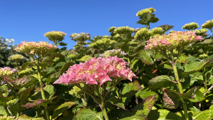 Bretonische Blütenpracht, Hortensien im Garten unseres Ferienhauses in Plouhinec, Finistère.