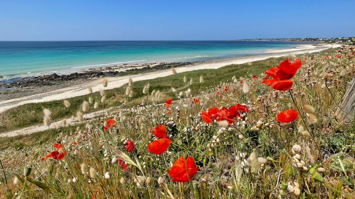 Klatschmohnblüten oberhalb des familien- und kinderfreundlichen Strandes von Mesperleuc, ganz in der Nähe unserer Ferienhäuser