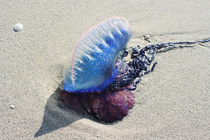 Giftige Tiere in der Bretagne, Cap Sizun, Portugiesische Galeere