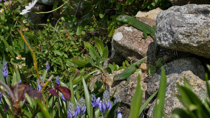 Smaragdeidechsen am Cap Sizun, Garten der Ferienhäuser Ker Armor und Tal Ar Mor