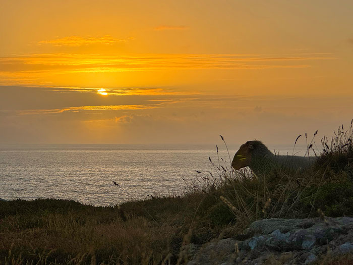 Réserve du Cap Sizun Est, Goulien, steile Klippen Schafe der Rasse Landes de Bretagne