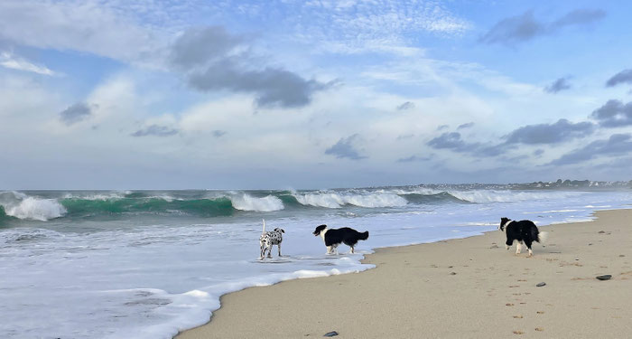 Glückliche Hunde in der Bretagne, in unseren Ferienhäusern ist auch Ihr Hund herzlich willkommen. Ferienhaus Ker Armor, Ferienhaus Tal Ar Mor, Plouhinec
