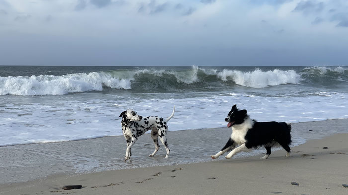 Cap Sizun, Bucht von Audierne, Hunde am Strand, Urlaub mit Hunden in der Bretagne