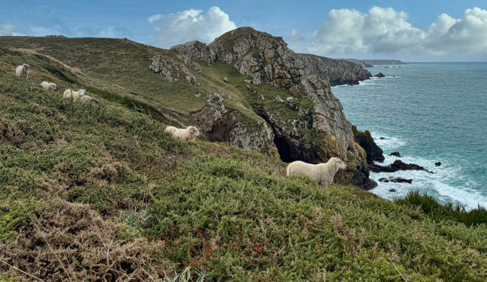 Réserve du Cap Sizun Est, Goulien, steile Klippen Schafe der Rasse Landes de Bretagne