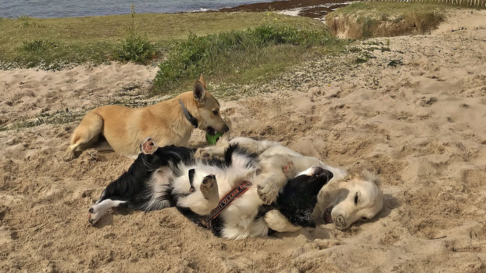 Glückliche Hunde am Strand von Kersiny, Cap Sizun, Bucht von Audierne, Bretagne