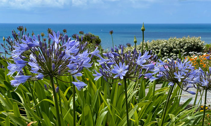 Garten und Meerblick, Ferienhaus Ker Armor, Plouhinec, Bucht von Audierne, Bretagne