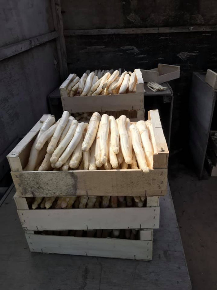 Spargel aus Plomeur, Pays Bigouden, Bretagne, FinistÈre