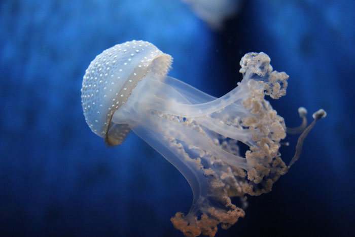 Oceanopolis, Aquarium, Brest, Qualle