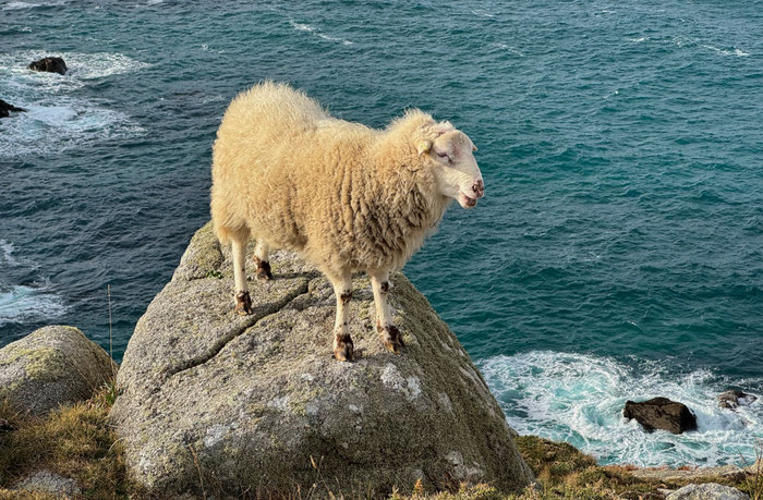 Réserve du Cap Sizun, Goulien, Cap Sizun, freilaufende Schafe der Rasse Landes de Bretagne