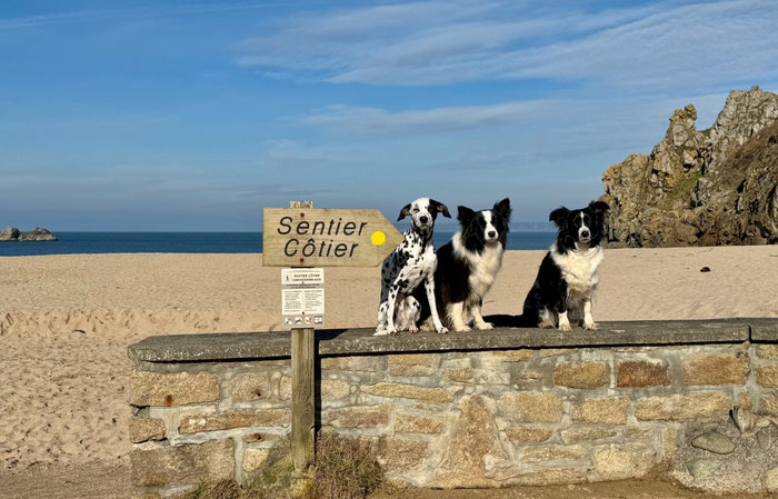 Hunde herzlich willkommen! Erfahren Sie hier mehr über den perfekten Urlaub mit Ihren Hunden in unseren Ferienhäusern Ker Armor und Tal Ar Mor am Cap Sizun.