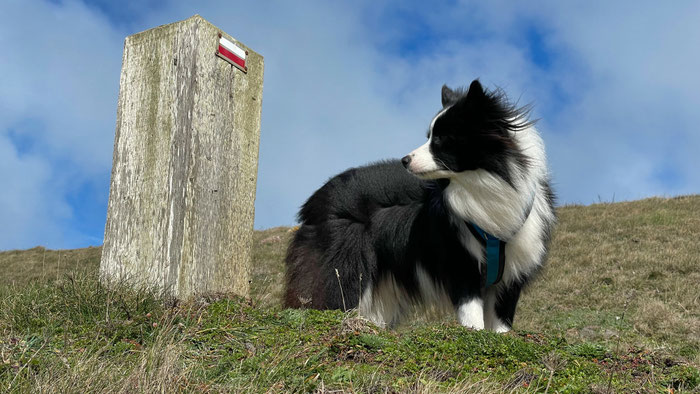 Küstenwanderweg GR34, Cap Sizun, Bucht von Audierne, Bretagne, Urlaub mit Hund