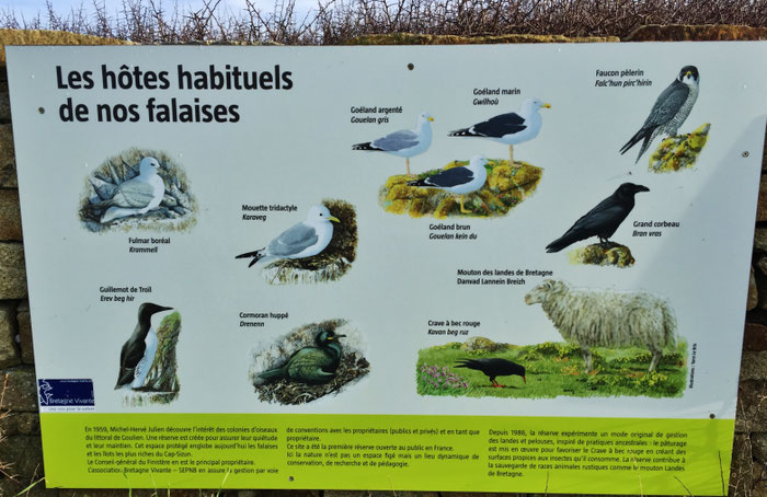 Réserve du Cap Sizun, Goulien, Cap Sizun, Vogelschutzgebiet