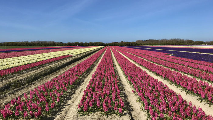 Die Tulpenfelder von Plomeur, La Torche, Finistère, Bretagne