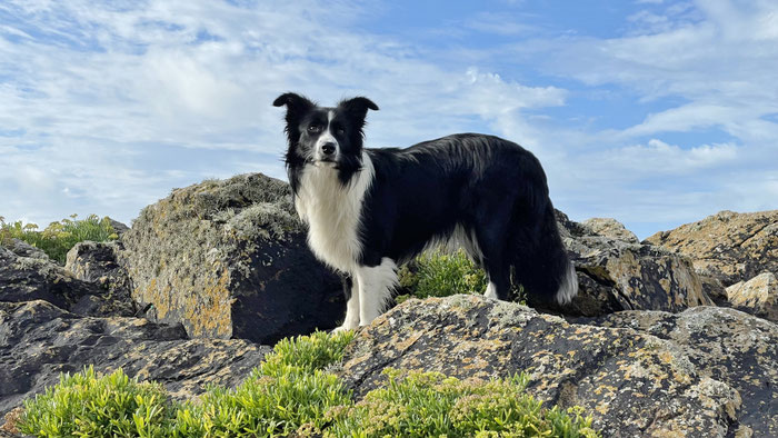 Border Collie am Cap Sizun auf dem GR34