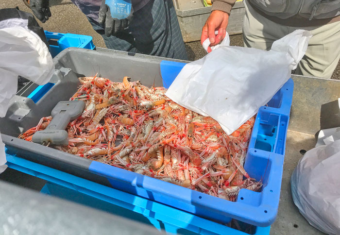 Fangfrische Langustinen direkt vom Fischerboot, Guilvinec, Loctudy, Pays Bigouden