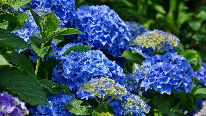 Hortensienpracht im Garten unseres Ferienhauses. Bretonische Hortensien in leuchtendem Blau.