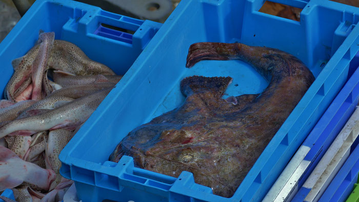 Das Einlaufen der Fischerboote in Le Guilvinec, Entladen des Fangs, Fischversteigerung, Criée