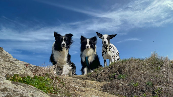  Bodercollies Sienna und Vicky und Dalmatiner Amy, Ferienhaus Ker Armor, Plouhinec, Cap Sizun