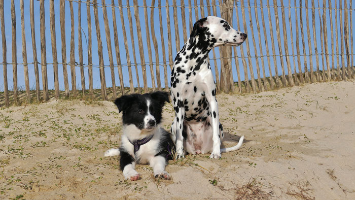 Cap Sizun, Bucht von Audierne, Hunde am Strand, Urlaub mit Hunden in der Bretagne