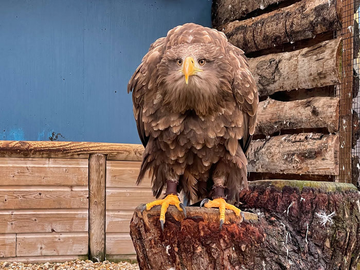 Aquashow in Audierne, Aquarium und Greifvogelschau, Bucht von Audierne, Cap Sizun, Greifvogelschau
