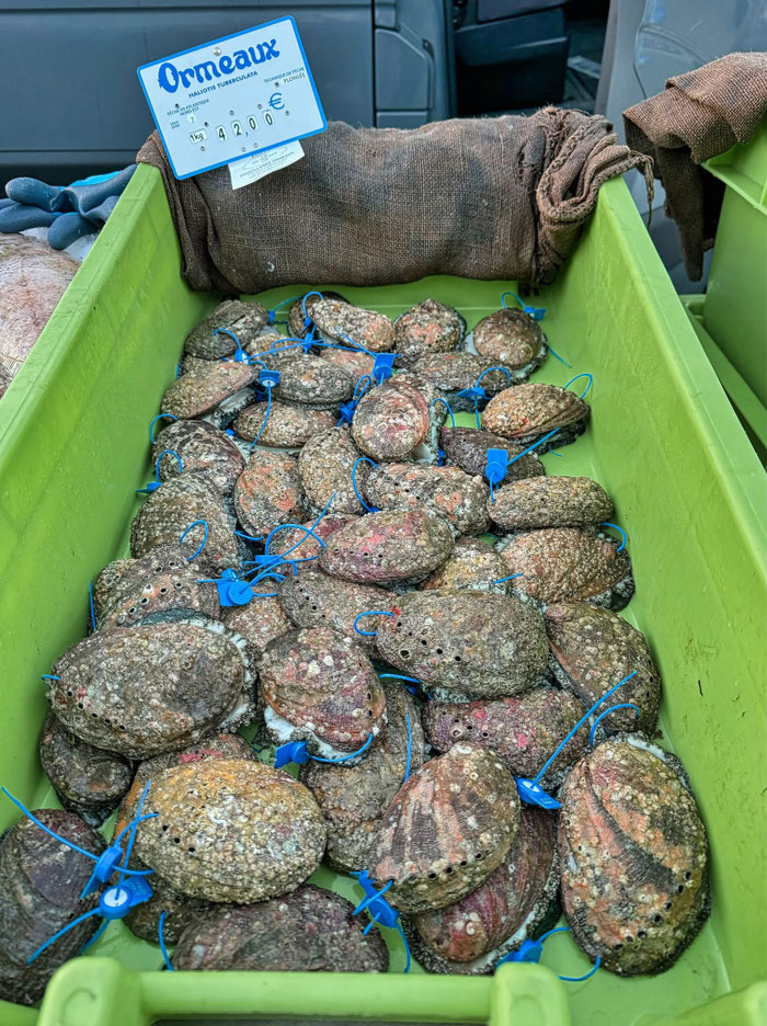 Ormeaux, Seeohren, Abalone, Delikatesse Bretagne, Markt in Audierne