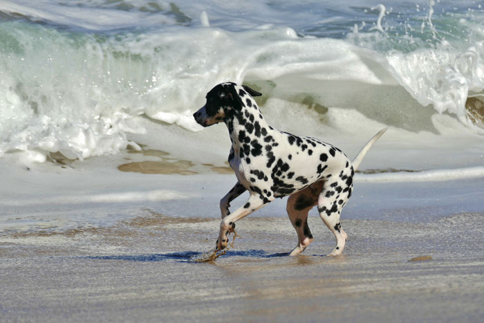 Dalmatiner Amy am Strand, Cap Sizun, Bretagne