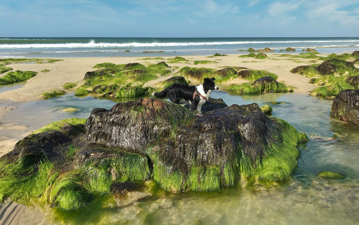 Gezeiten in der Bretagne, Hundespaziergang am Strand von Mesperleuc bei Ebbe