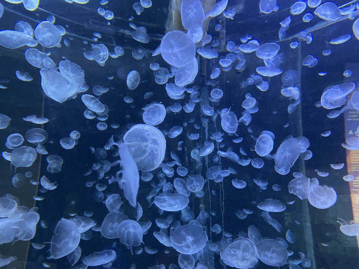 Oceanopolis, Aquarium, Brest, Quallen