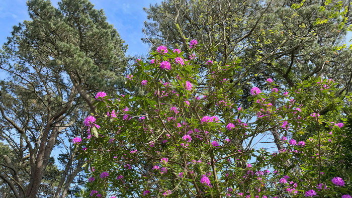 Bretagne, Hinterland, blühende Rhododendren im Wald, Argoat